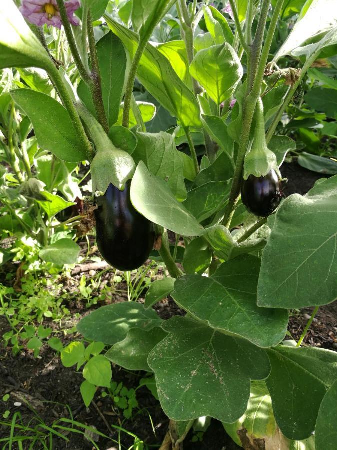 הייורינג Green Vagon, Farm B&B Rooms For Rent מראה חיצוני תמונה